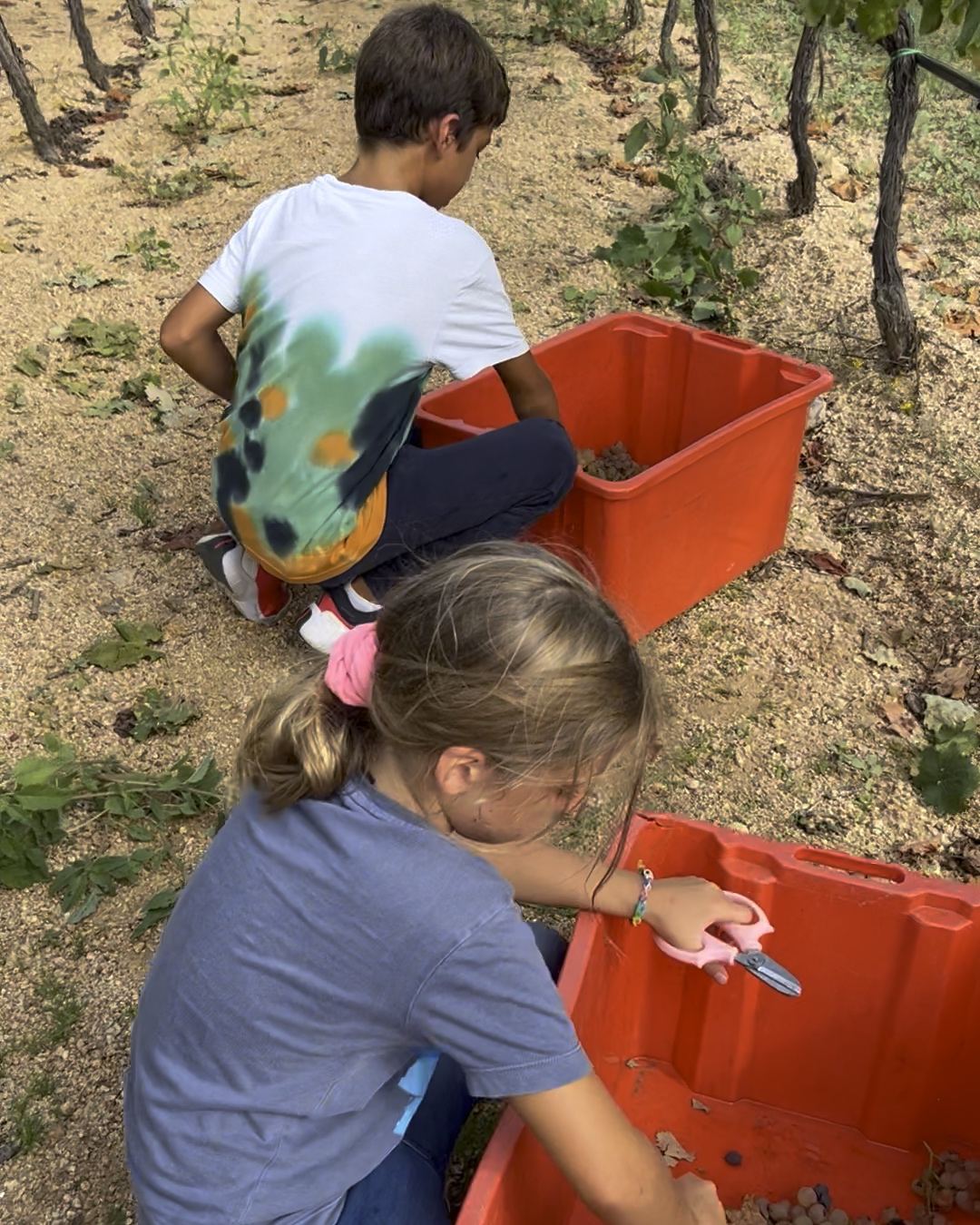 Due bambini, di spalle, tagliano i grappoli e li mettono nelle cassette tra i filari
