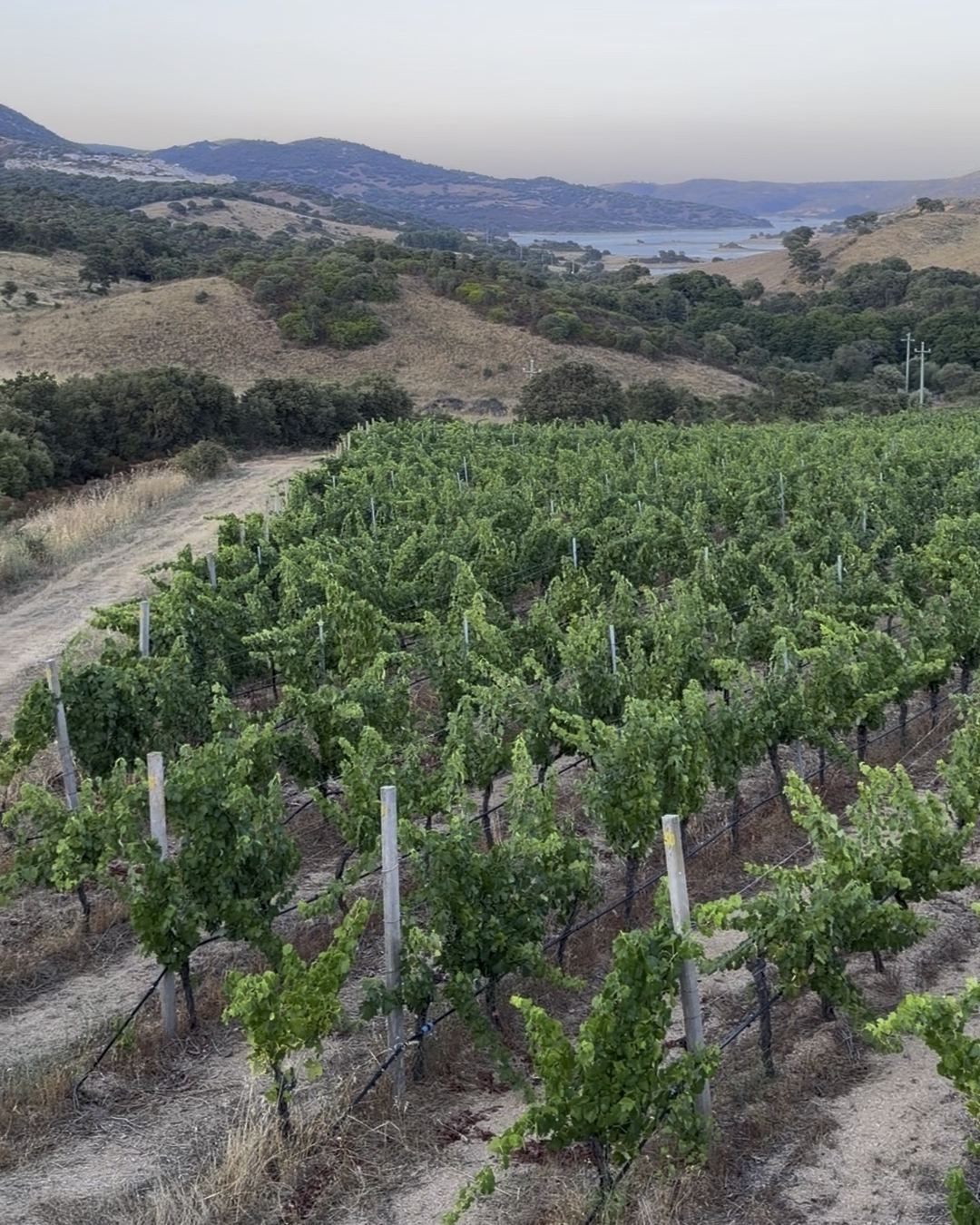 La vigna all’alba, con il lago del Liscia sullo sfondo